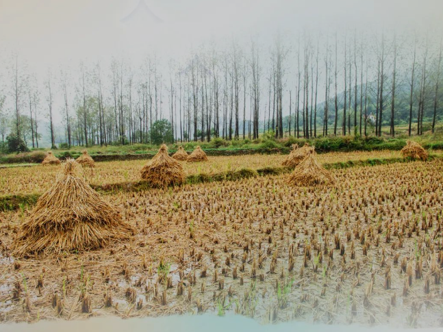 肥土不废，沃土“搬场”