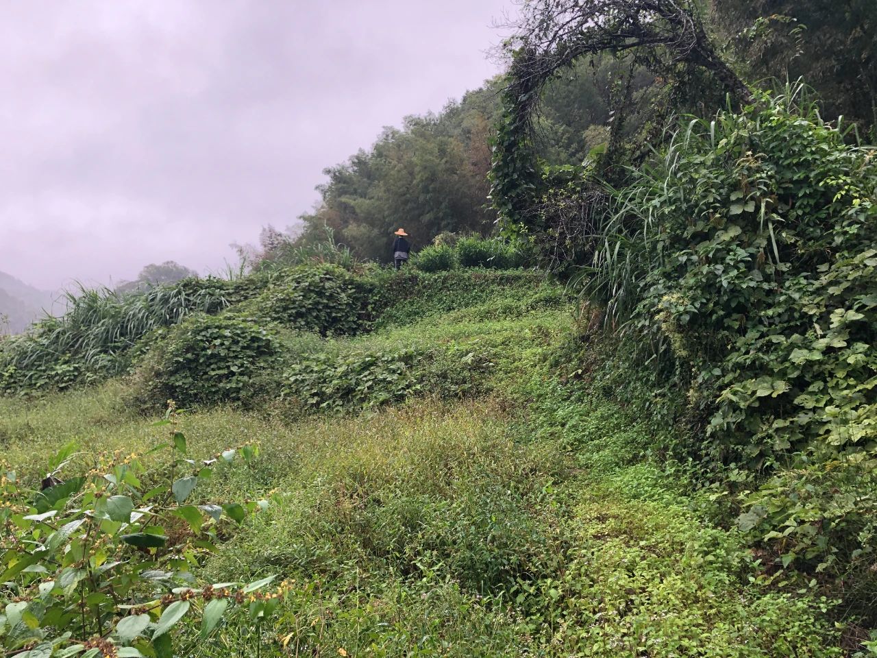 广量规划 | 我司地皮整治项目二次荣登央视，荒地变良田，智绘好丰景